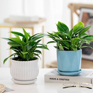 金钻盆栽植物绿萝箩水培绿植万年青花卉多肉办公室内吸除甲新氧吧