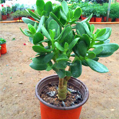 玉树盆栽苗 多肉植物燕子掌 客厅绿植花卉金枝玉叶大玉树厚脸皮树