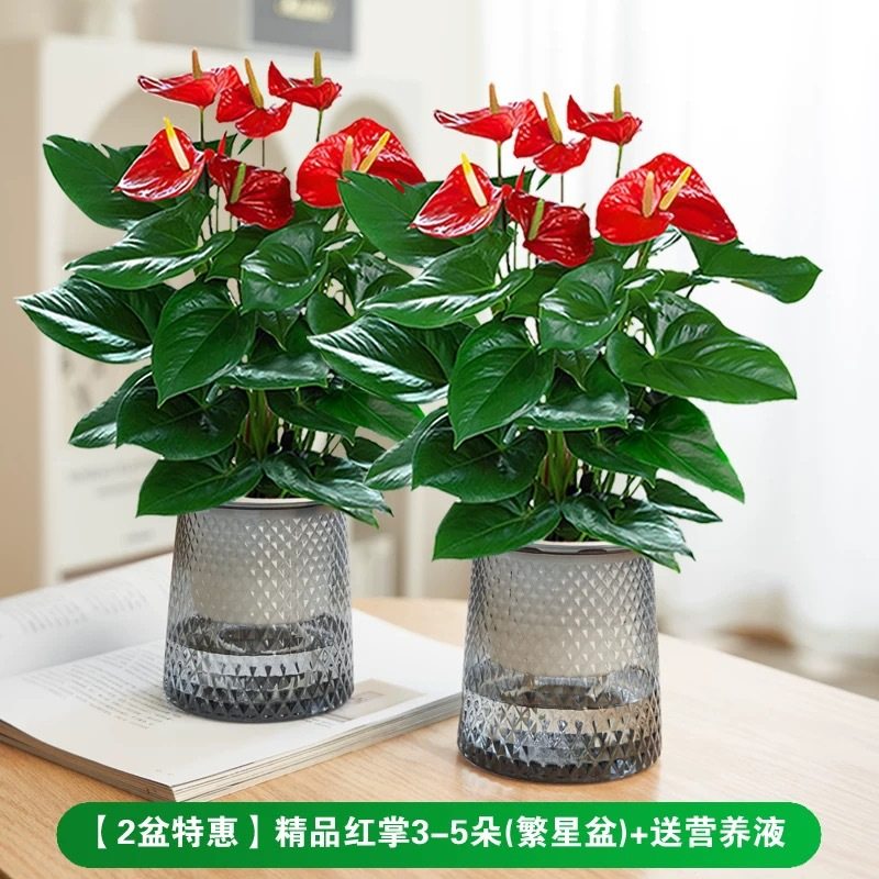 水培红掌盆栽带花鸿运当头一帆风顺易活四季开花卉绿植物室内好养,鲜花速递/花卉仿真/绿植园艺,造型盆景,淘宝优惠券,粉丝福利购,淘宝优惠卷