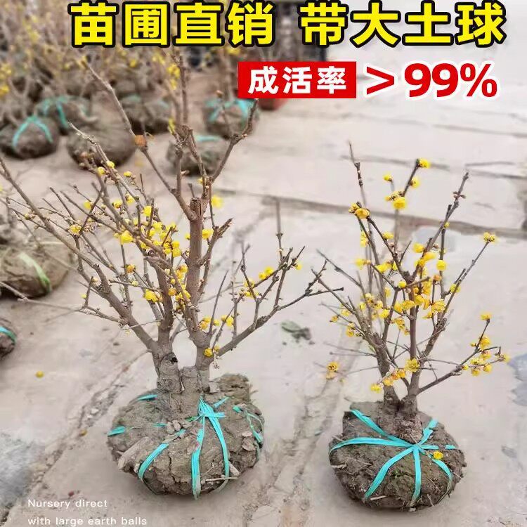 腊梅花树苗地载盆栽丛生庭院风景树梅矮化老桩耐寒红原生素心蜡梅