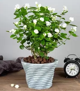盆栽花卉驱蚊净化空气绿植