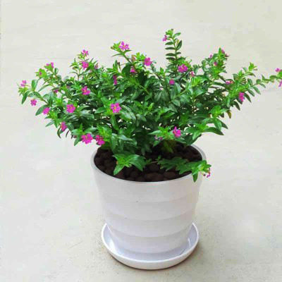 满天星盆栽花卉植物四季开花绿植室内外阳台庭院观花绿色植物含盆