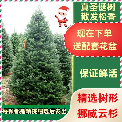 真树圣诞树挪威云杉树盆栽家庭圣诞节绿植活树诺贝松圣诞树鲜活