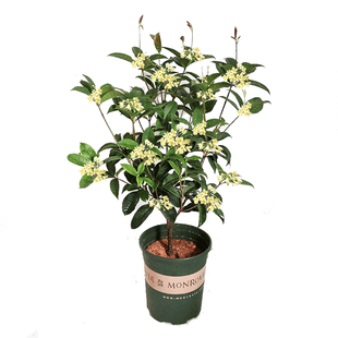 桂花树苗盆栽植物室内带花四季桂花浓香型庭院开花很香最香的花