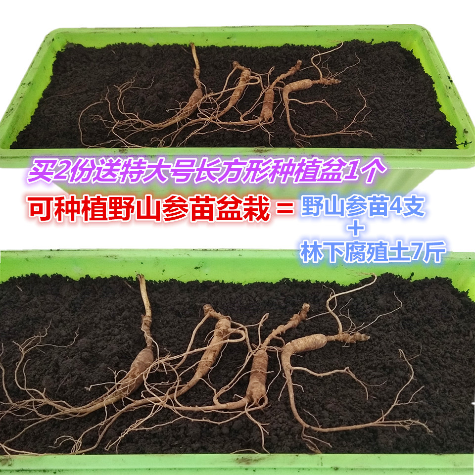 ¿ÉÖÖֲҰɽ²ÎÃçÁÖÏÂ×Ñ£¨4¿Å15Äê²ÎÃç+7½ï¸¯Ö³ÍÁ£©Âò2ËÍÌØ´óÖÖÖ²Åè