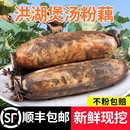 正宗洪湖粉藕新鲜莲藕煲汤九孔藕湖北特产现挖泥藕湖藕面藕3 5斤