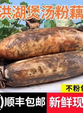 正宗洪湖粉藕新鲜莲藕煲汤九孔藕湖北特产现挖泥藕湖藕面藕3/5斤