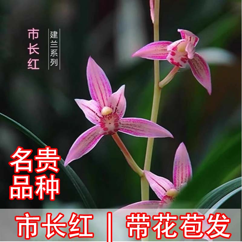 【带花苞】黄金彩虹文心兰市长红