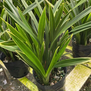 兰花苗兰草企黑爪室内好养桌面花卉盆栽绿植带花苞 金边墨兰