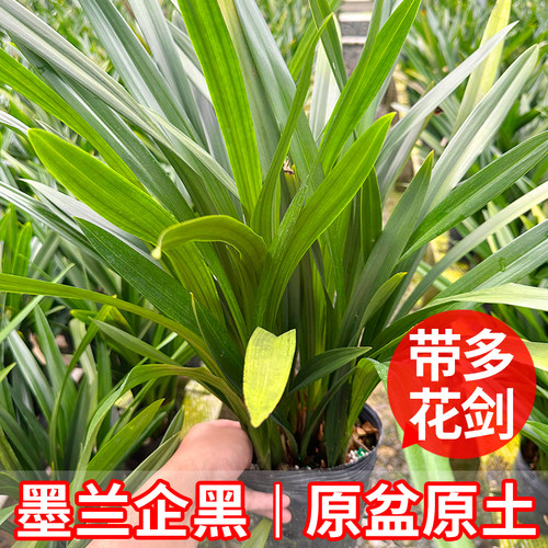 【带花芽】兰花墨兰企黑浓香型