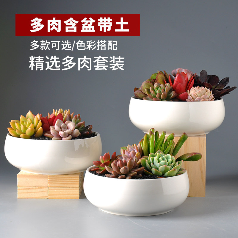 多肉植物花卉盆栽绿植组合室内肉肉植物含盆带土套餐新款多肉花盆 猪猪淘宝优惠券 和好朋友一起省钱