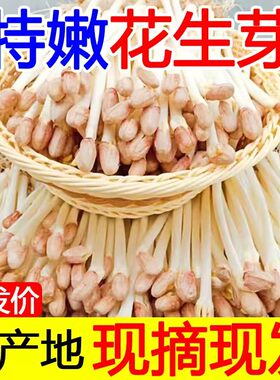 【现摘现发】新鲜花生芽新鲜蔬菜可吃花生豆芽菜食用花生苗芽苗菜
