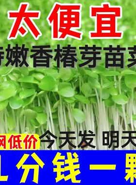 新鲜香椿芽苗菜食用香椿苗芽菜新鲜蔬菜西餐摆盘装饰花草饭店食材