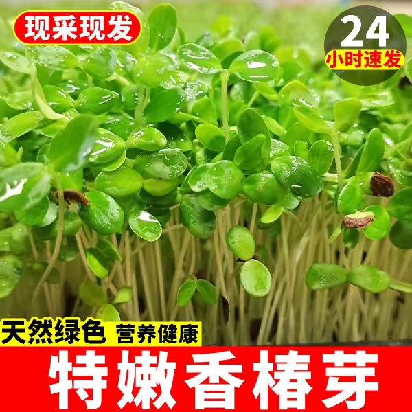 特嫩香椿芽苗菜新鲜香椿苗香椿嫩芽香春西餐摆盘花草装饰饭店食材