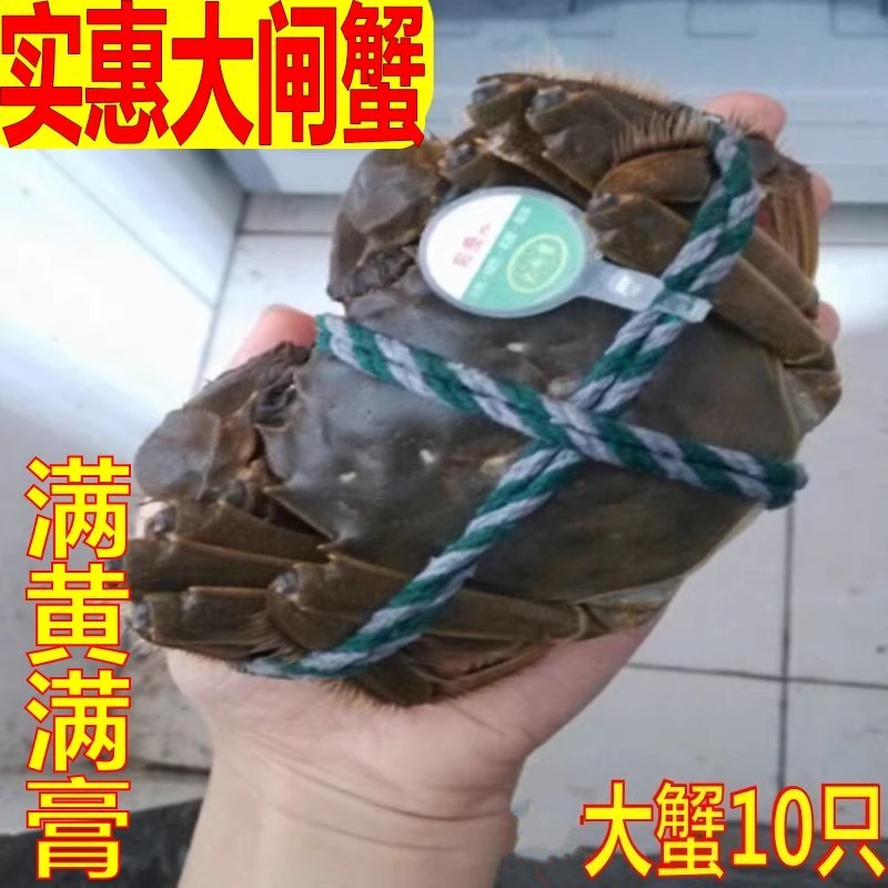 [活蟹]现货大闸蟹母3.0-3.3两去绳重买8送2只