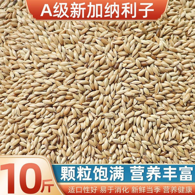 加纳利子鸟粮绮丽彩虹