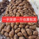 正宗云南昭通新鲜天麻小草坝现挖生天麻大乌天麻