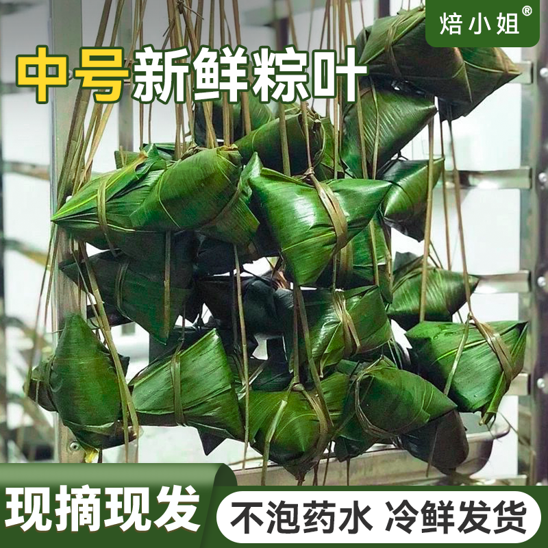 焙小姐粽叶新鲜粽子叶中号不泡药