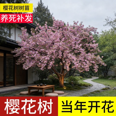 【顺丰包邮】樱花树苗庭院大树