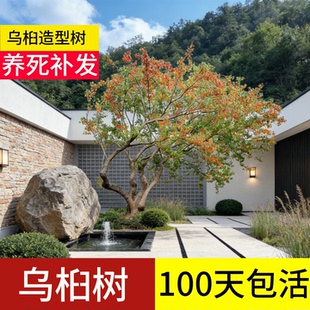 乌桕树大树庭院老桩造型树苗别墅彩叶红叶丛生风景树盆景盆栽树苗