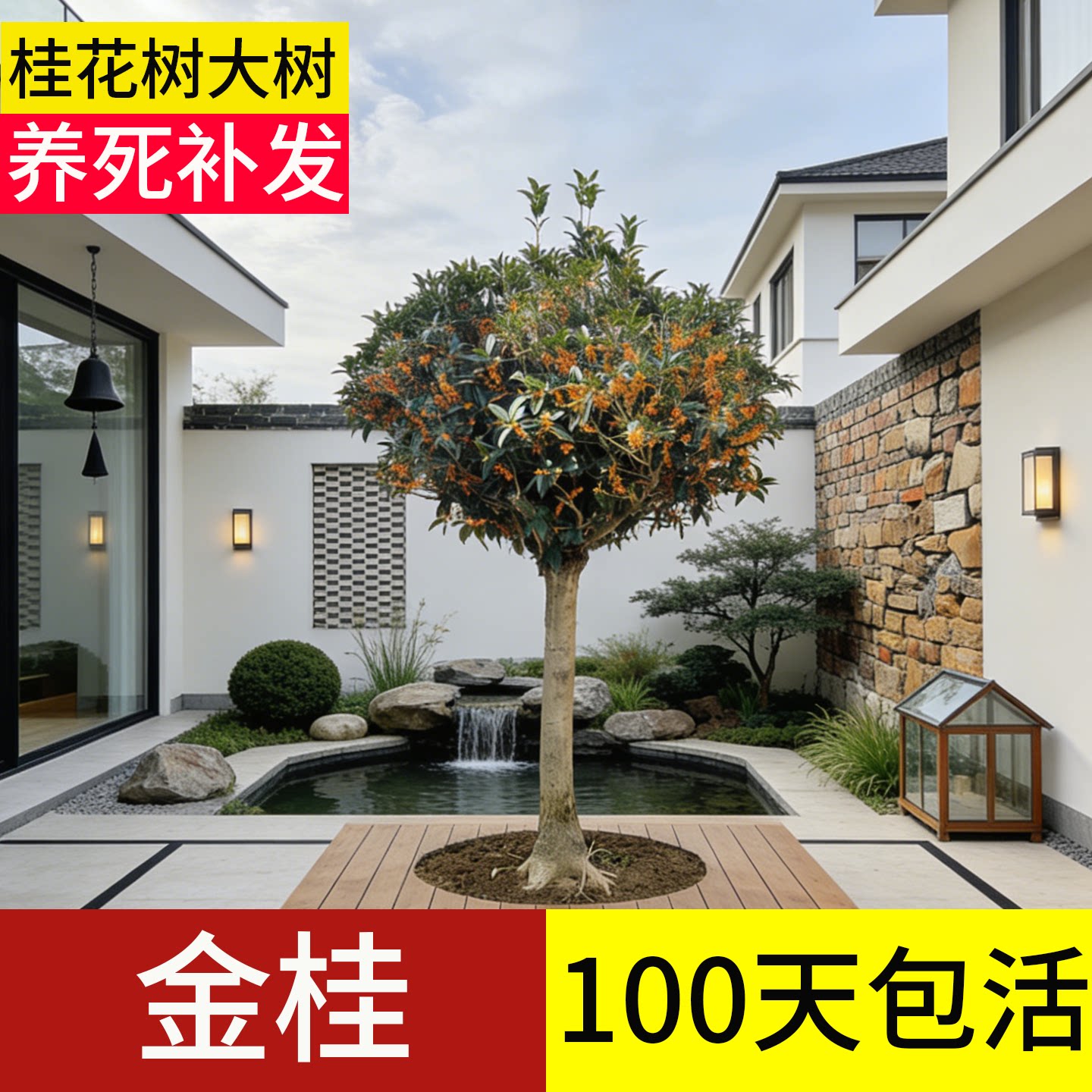 【顺丰包邮】金桂桂花树大树树苗