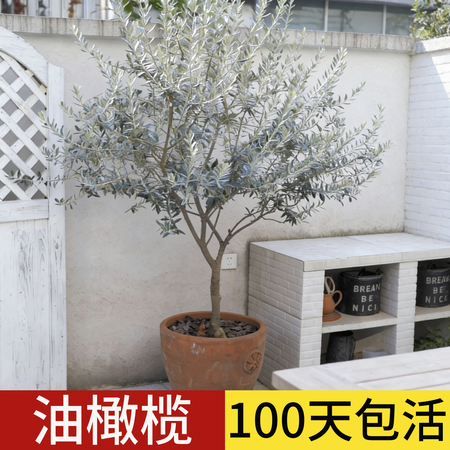 油橄榄树果苗盆栽客厅老桩真树大型室外绿植西班牙树苗庭院造型树