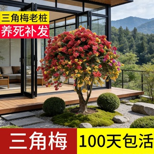 三角梅老桩特大号盆景造型树桩大型四季精品高端开花带花苞造型树
