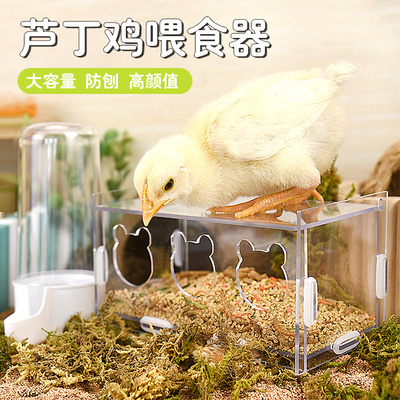 芦丁鸡喂食器亚克力自动饮水器卢丁鸡鹌鹑育雏食盒食盆喂水器