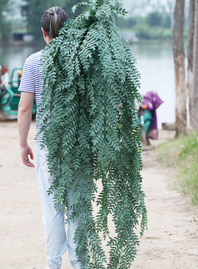 仿真豆槐叶壁挂室内客厅墙壁绿植墙面装饰植物墙假花大型吊篮壁饰