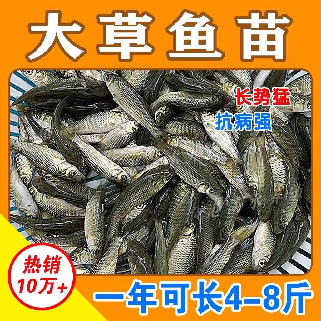 湖北草鱼苗活体鱼苗淡水养殖食用特大草鱼小鱼苗喂龟饲料鱼鲫鱼苗