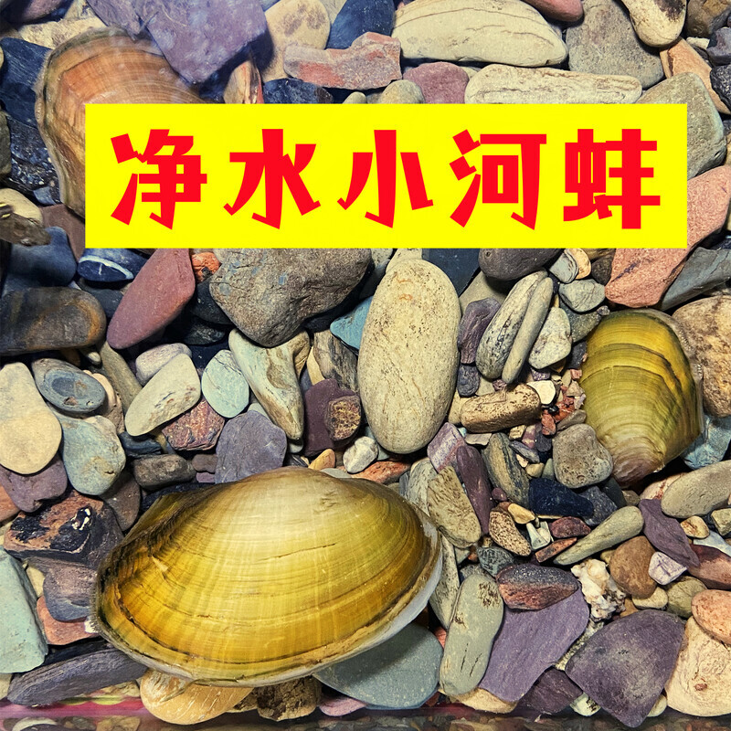 黄金小河蚌原生冷水观赏河蚌活体水族净化水质淡水螺鲜活贝壳净水