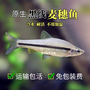 冷水黑线麦穗鱼不用加温好养活群游观赏鱼小型淡水原生一眉道人鱼