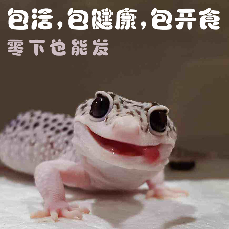 豹纹守宫爬宠异宠物幼体人工养殖入门级温顺不咬人小蜥蜴活物SSdb