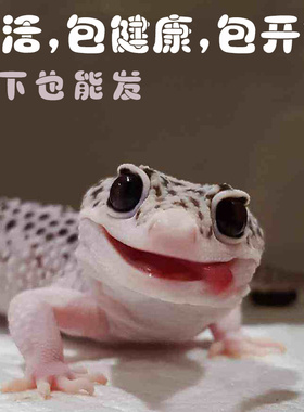 豹纹守宫爬宠异宠物幼体人工养殖入门级温顺不咬人小蜥蜴活物SSdb