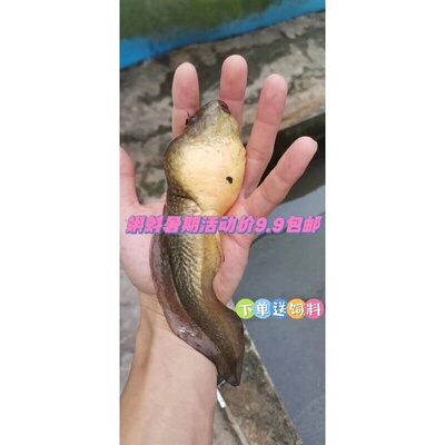 蝌蚪活物牛蛙苗中苗小型宠物幼儿园儿童水族观赏物饲料美蛙
