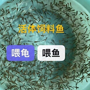 活体饲料鱼麦穗鱼小鱼苗喂龙鱼罗汉鳄龟开口饲料鱼淡水鱼活鱼包活