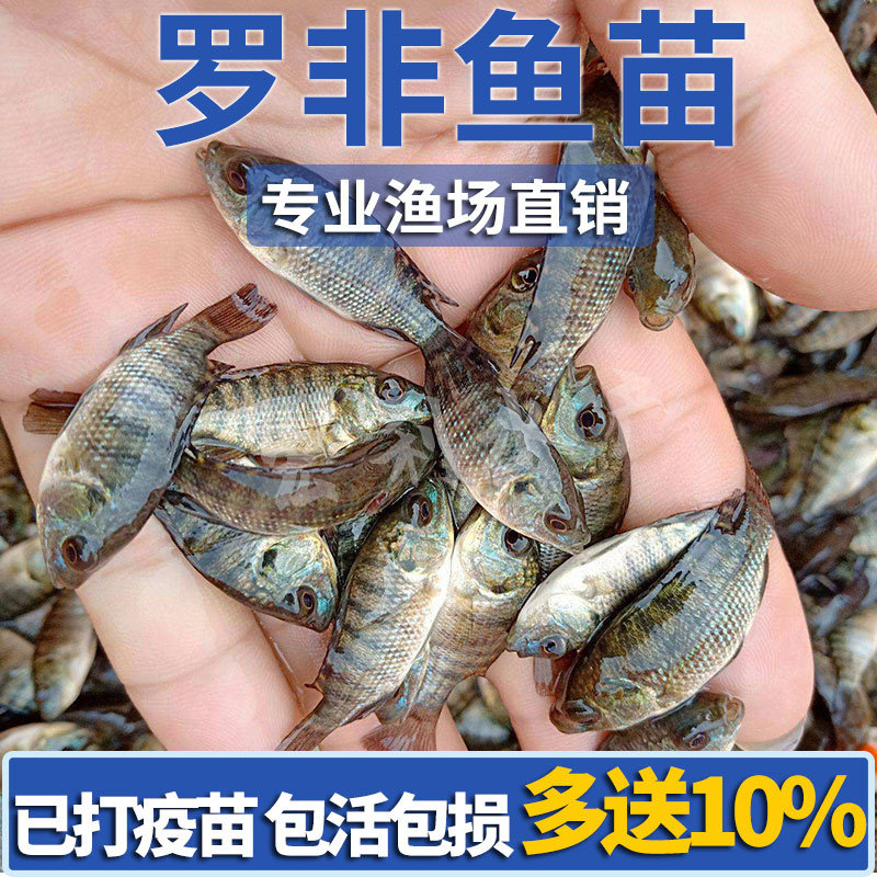 罗非鱼苗新吉富雄性罗非鱼苗活鱼苗食用特大脆肉罗非鱼苗淡水养殖图片