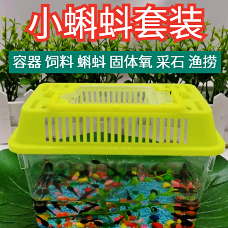 水族宠物小蝌蚪苗蝌蚪套装饲料青牛蛙类幼儿园养蝌蚪观察蝌蚪活物