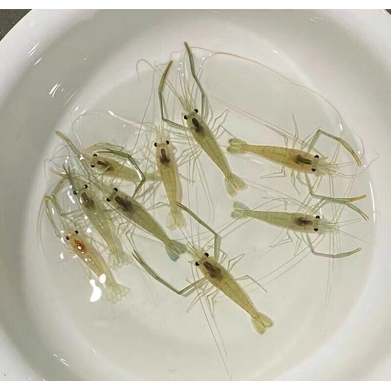 中华淡水虾冷水虾长臂大眼贼虾除藻虾观赏虾黑壳虾清洁工具虾河虾