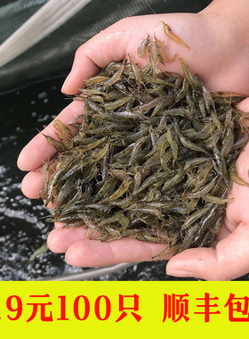 黑壳虾除藻淡水活体宠物水草虾清洁饲料工具鱼缸小草缸造景观赏虾
