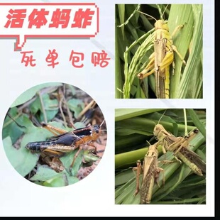 活蚂蚱，活体东亚飞，公蚂蚱，蚂蚱卵，胡蜂土蜂，画眉鸟活食虫