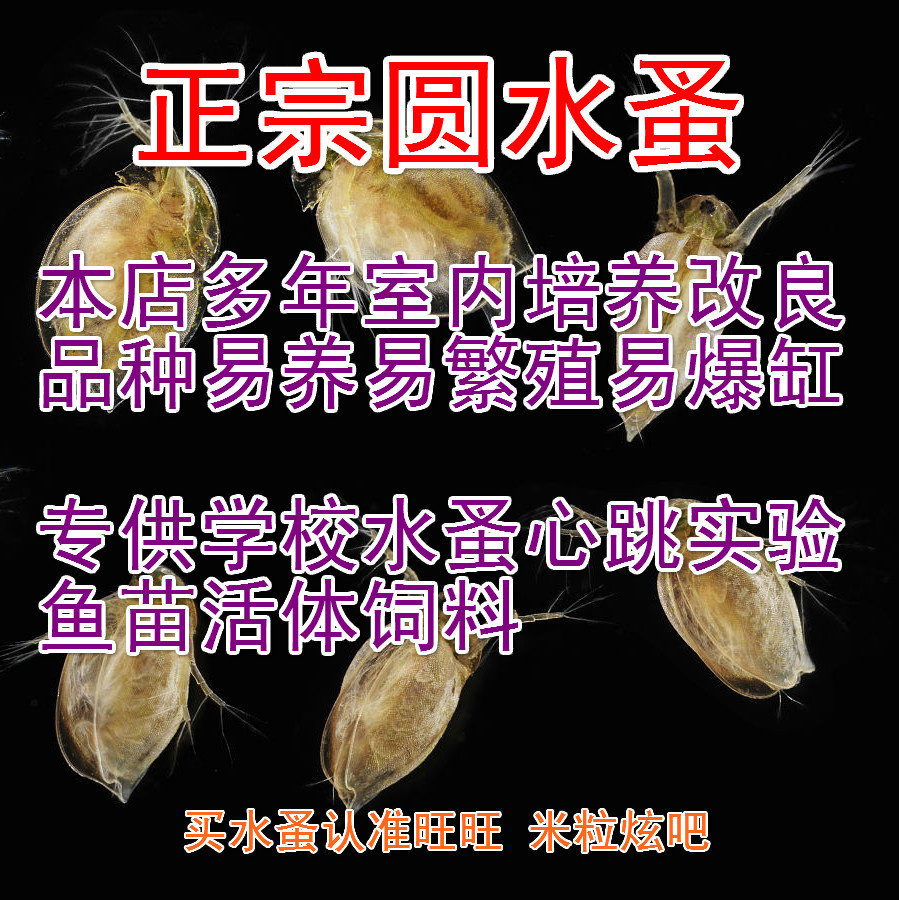 圆水蚤活苗鱼虫活体饲料青鳉金鱼斗鱼苗蚤种繁殖 蹦蹦虫大型水蚤