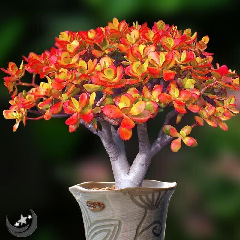 新花月锦价格 新花月锦图片 星期三