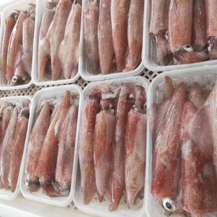 东山岛灯光小管灯光鱿鱼海兔笔管酒店商用海鲜