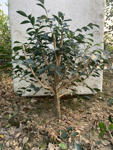 九里香盆景老桩七里香盆栽四季 开花浓香阳台庭院绿植花卉一物一拍