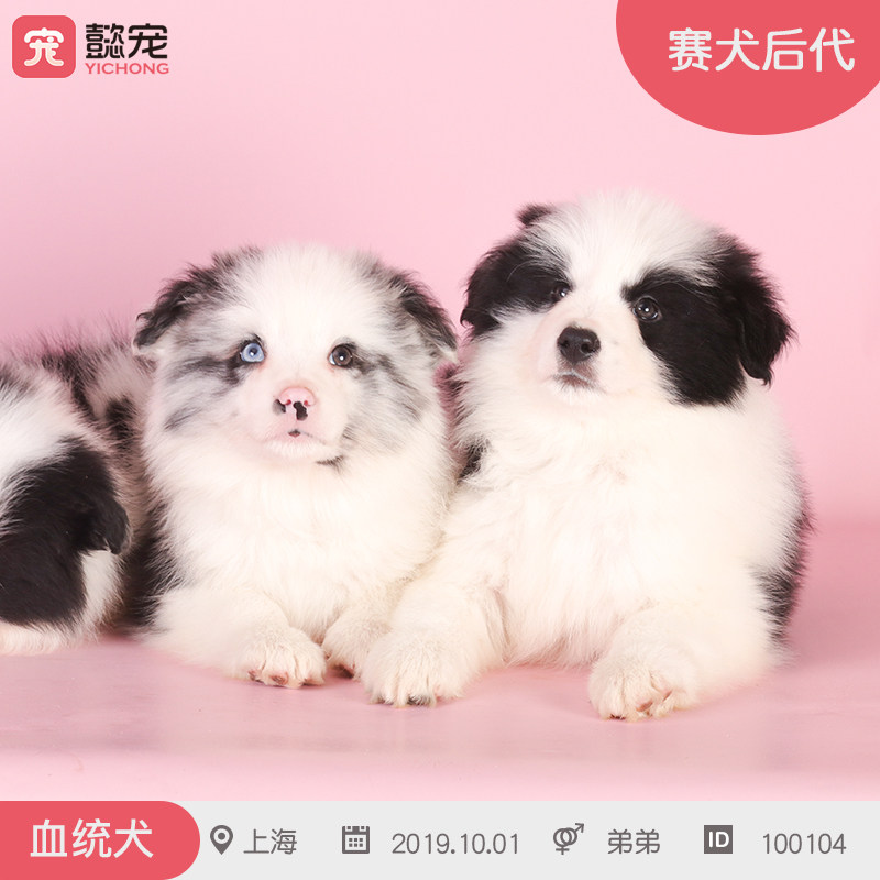 【懿宠】纯种边牧幼犬双血统黑白边牧棕色边牧牧陨石边牧包健康
