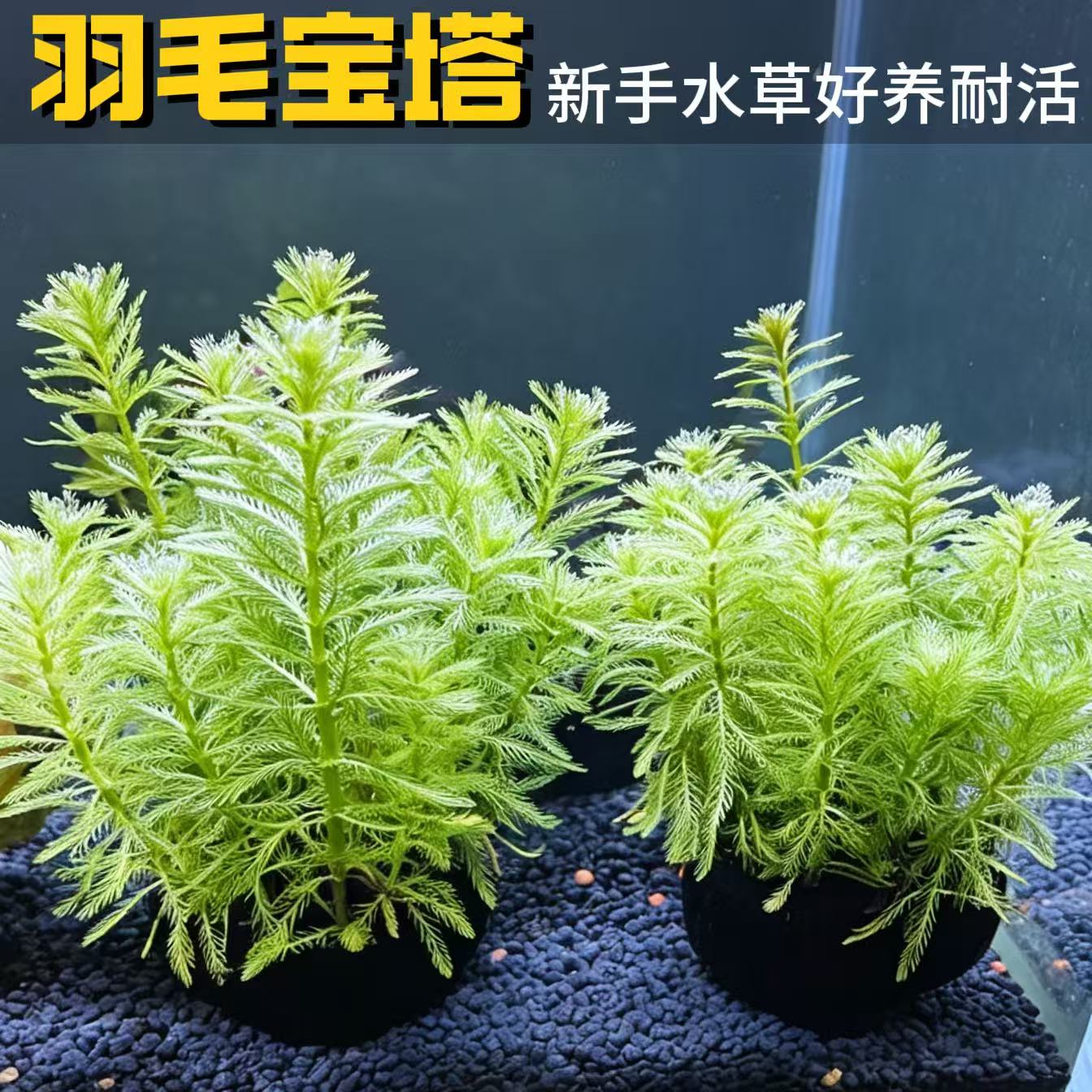 羽毛宝塔沉水水草新手好养净水