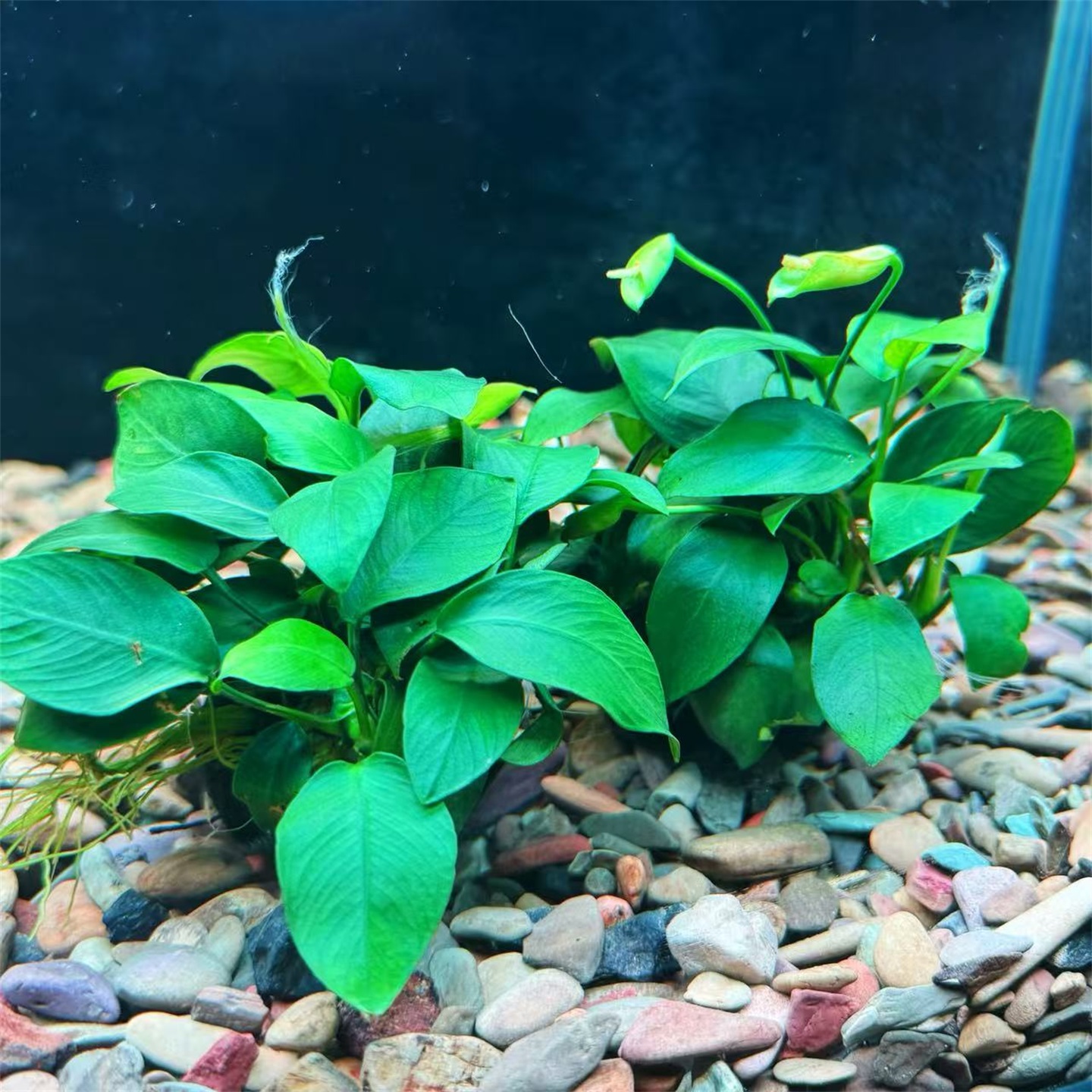 无需底沙水草泥新手懒人水草