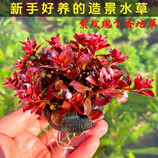 紫玫瑰丁香坨草水草植物新手好养易活净化水质鱼缸造景
