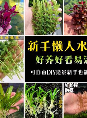 新手懒人水散草红绿色好养DIY造景鱼缸水族植物净化水质